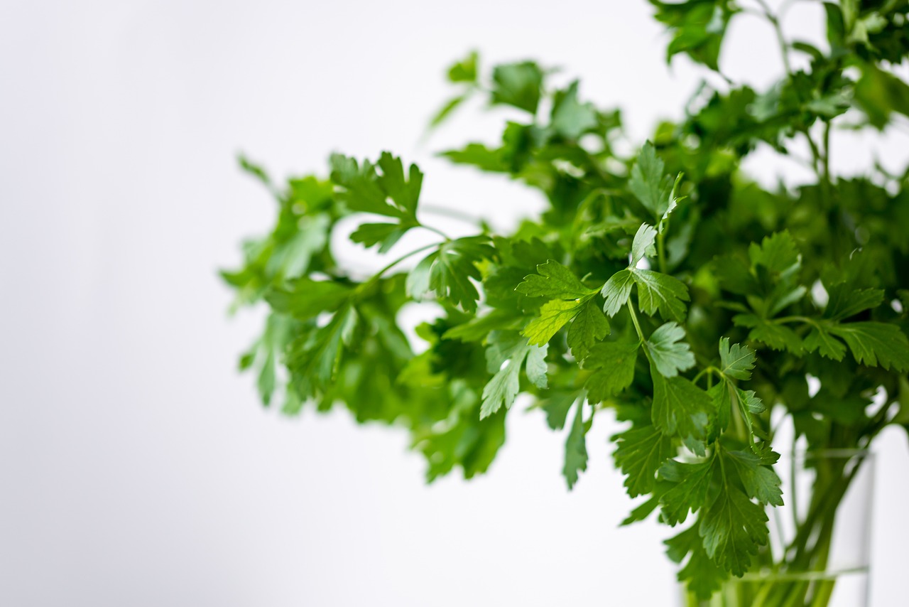 Coriander ( Dhaniya)  250 Gm