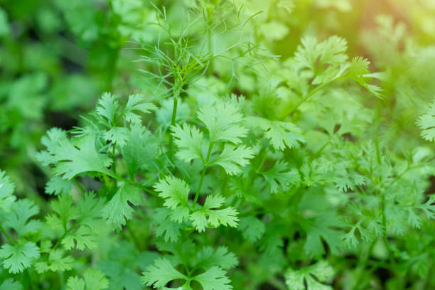 Coriander ( Dhaniya) 1 kg