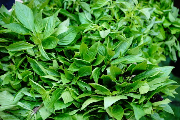 Basil leaves 100 gm