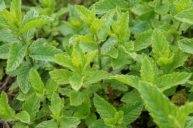 Mint (Pudina) 100 gm