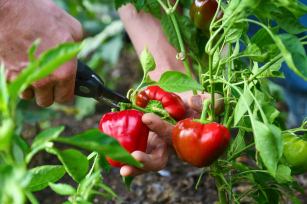 Red Bell Peppers 1 kg