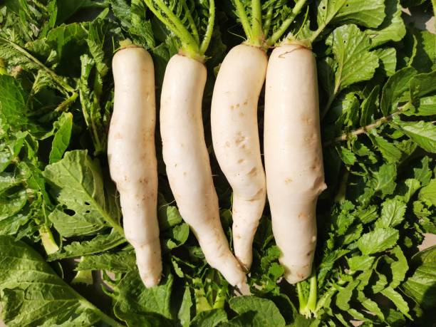 Radish (Mooli) 1 kg