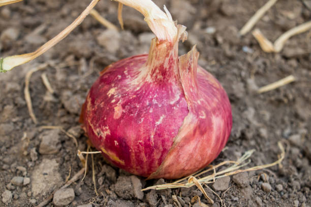 Onion (Premium) 2 kg