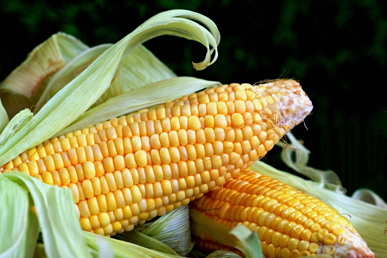 American Corn (Bhutta) 1 piece