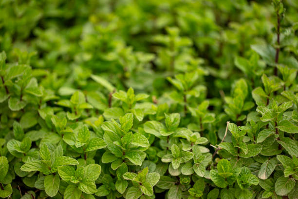 Mint (Pudina) 200 gm