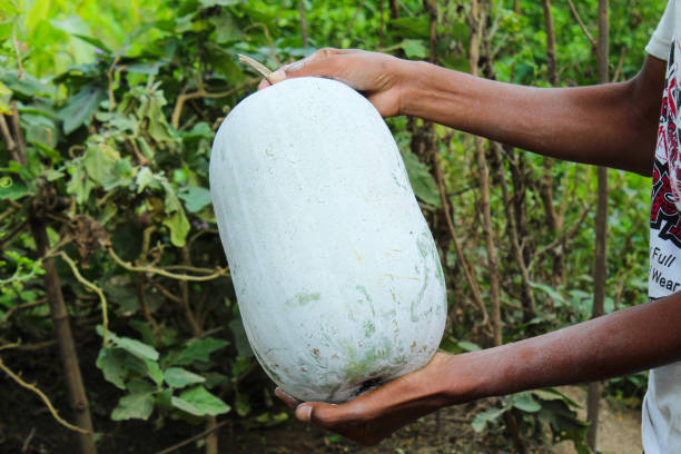 Ash Gourd (Petha / Safed Kaddu)