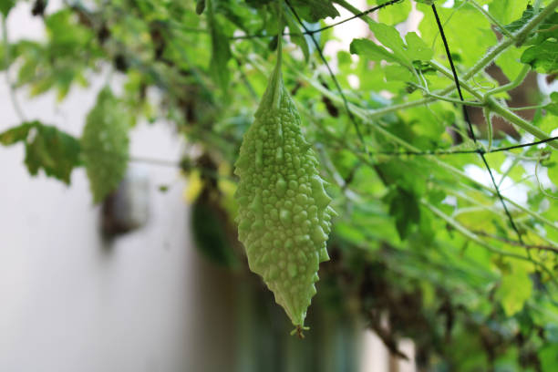 Bitter Gourd (Karela)