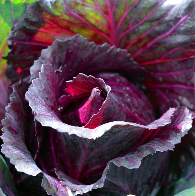 Red cabbage 1 kg