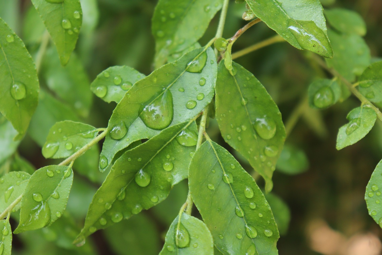 Curry leaves 100 Gm