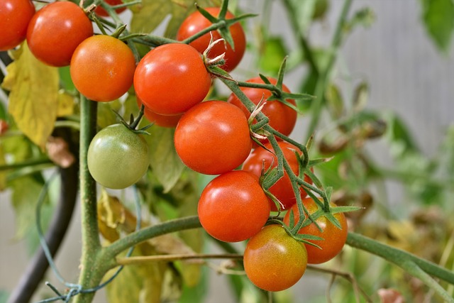 Tomato Hybrid 5 kg