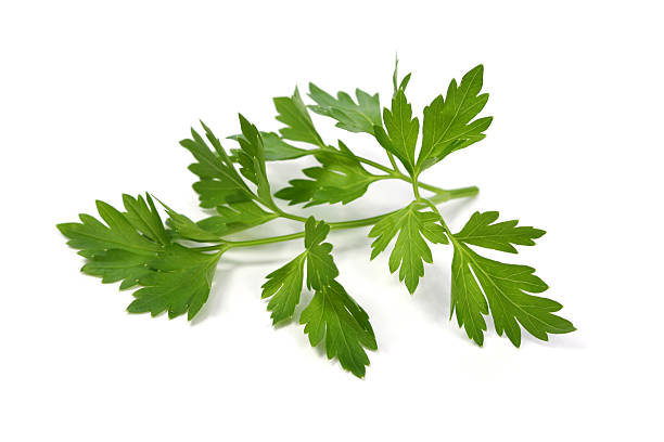 Parsley (curly) 100 gm