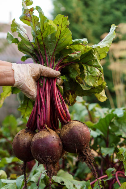 Beetroot (Chukandar) 1 kg