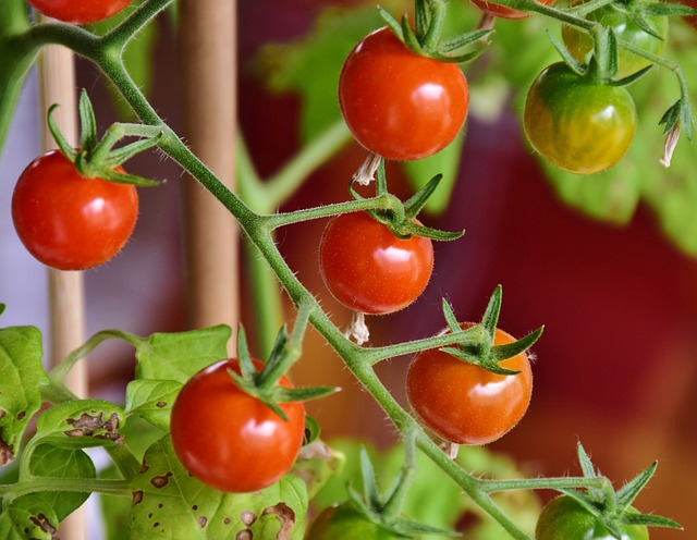 Tomato Premium  5 kg