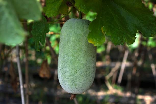 Ash Gourd (Petha / Safed Kaddu)