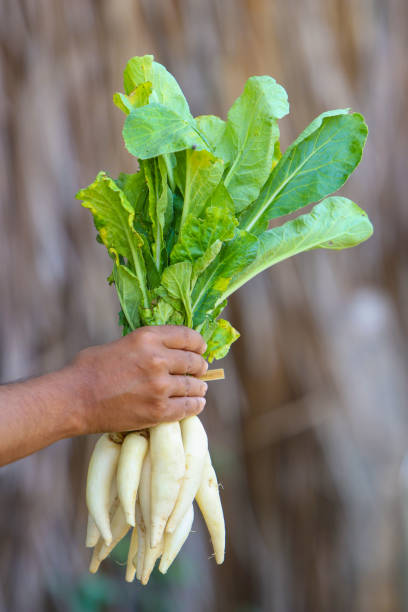 Radish (Mooli) 1 kg