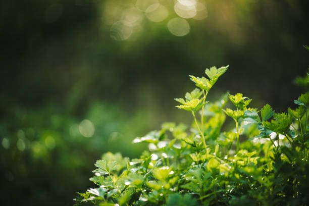 Coriander ( Dhaniya) 1 kg