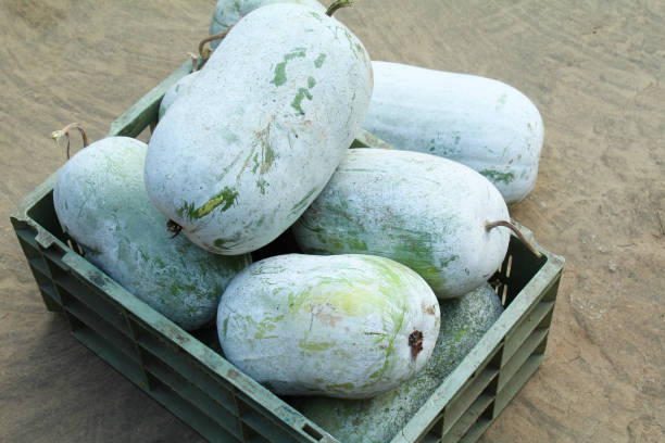 Ash Gourd (Petha / Safed Kaddu)