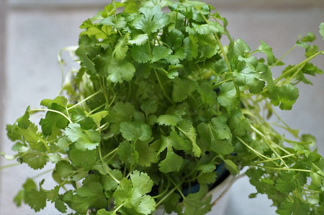 Coriander ( Dhaniya) 100 Gm