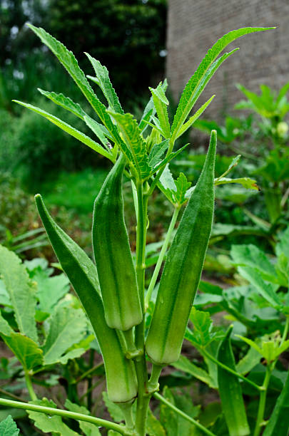 Bhindi (Okra) 1 kg