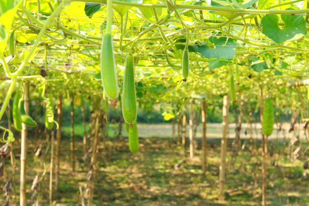 Bottle Gourd (Lauki / Doodhi)