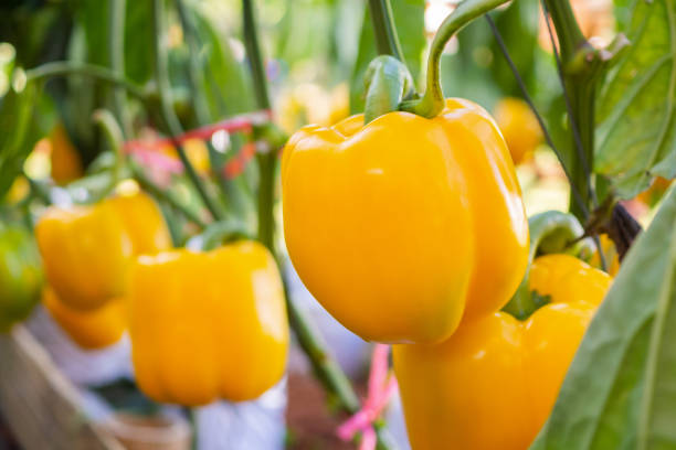 Yellow Bells peppers 1 kg