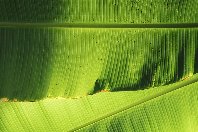 Banana leaf 1 piece