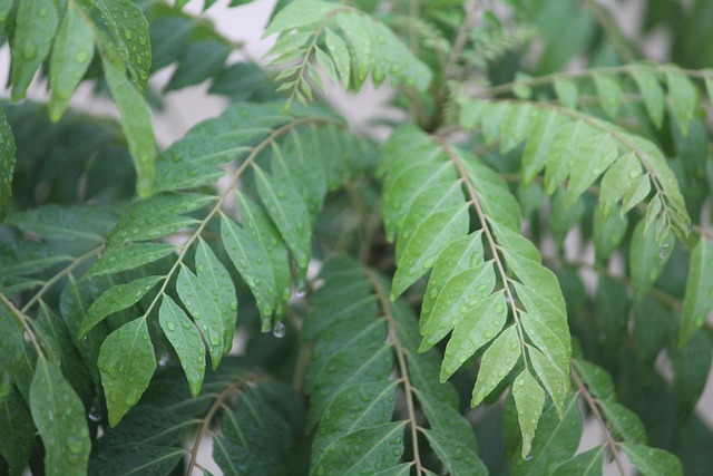 Curry leaves 100 Gm