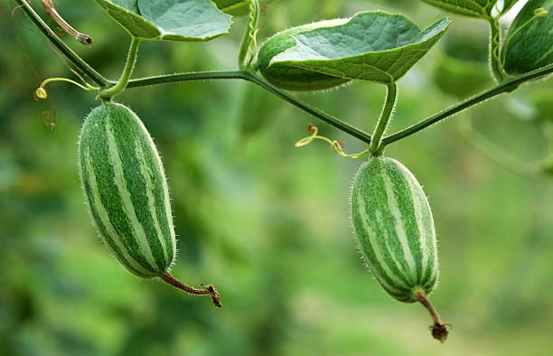 Pointed Gourd (Parwal / Patol)