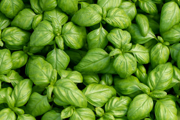 Basil leaves 100 gm